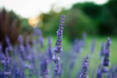 Close-up of lavender blooming on field