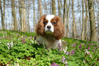 Outdoor portrait of a cavalier king charles spaniel surounded by blooming larkspur