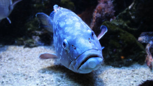 Fish swimming in sea