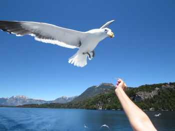 Low angle view of seagull flying