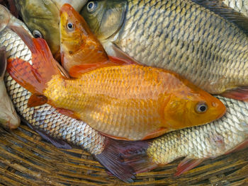 High angle view of fish in market 