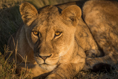 Portrait of cat lying on ground