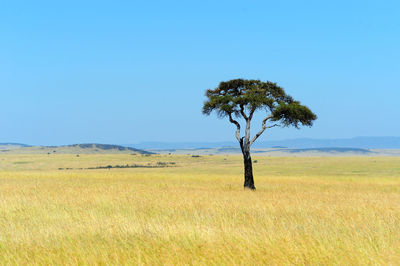 Tree on field against clear blue sky