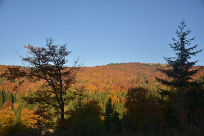 Scenic view of autumn trees against clear sky