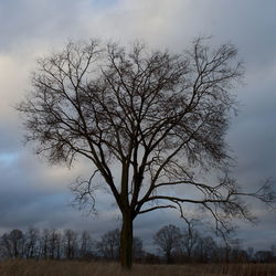 Bare tree on field against sky