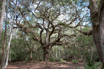 Low angle view of trees against sky