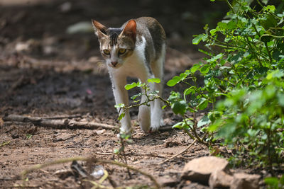 Portrait of cat on field