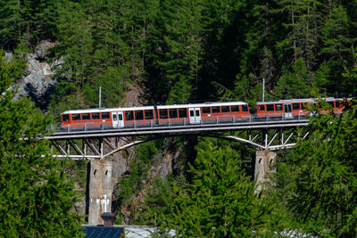 Train on bridge in forest