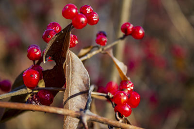 Close-up of red berries growing on tree