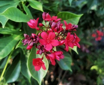 Close-up of pink flowering plant