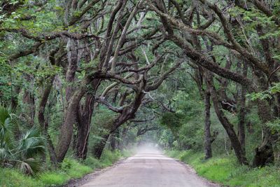 Road amidst trees in forest