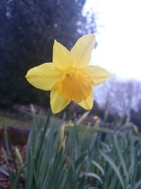 Close-up of yellow flower