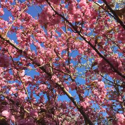 Low angle view of cherry blossom tree