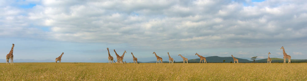 Giraffe in the wild, east africa