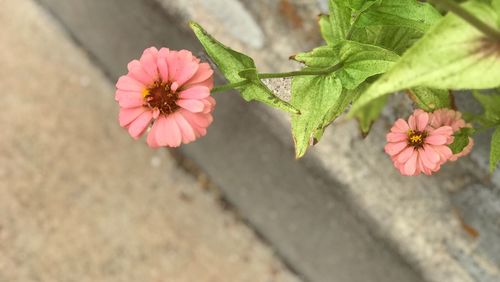 Close-up of pink flowering plant