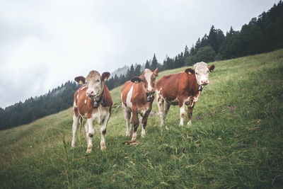 Cows standing on grassy field