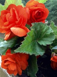 Close-up of red roses in garden