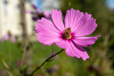 Close-up of bee pollinating flower