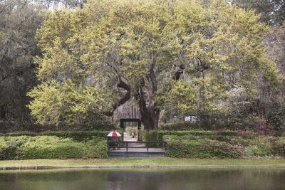 View of calm lake against trees