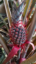 Close up of red leaves