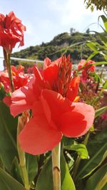 Close-up of flowers blooming against sky