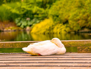 Close-up of white bird on wooden bench