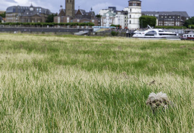 Grass growing in field