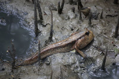 Close-up of lizard on rock in sea