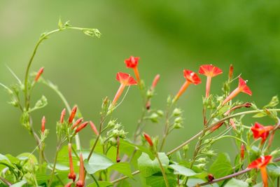 Close-up of red flowers on grass