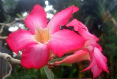 Close-up of pink day lily blooming outdoors