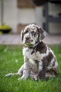 Dog sitting in field