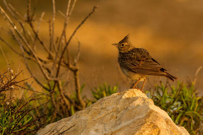 Close-up of bird perching on tree