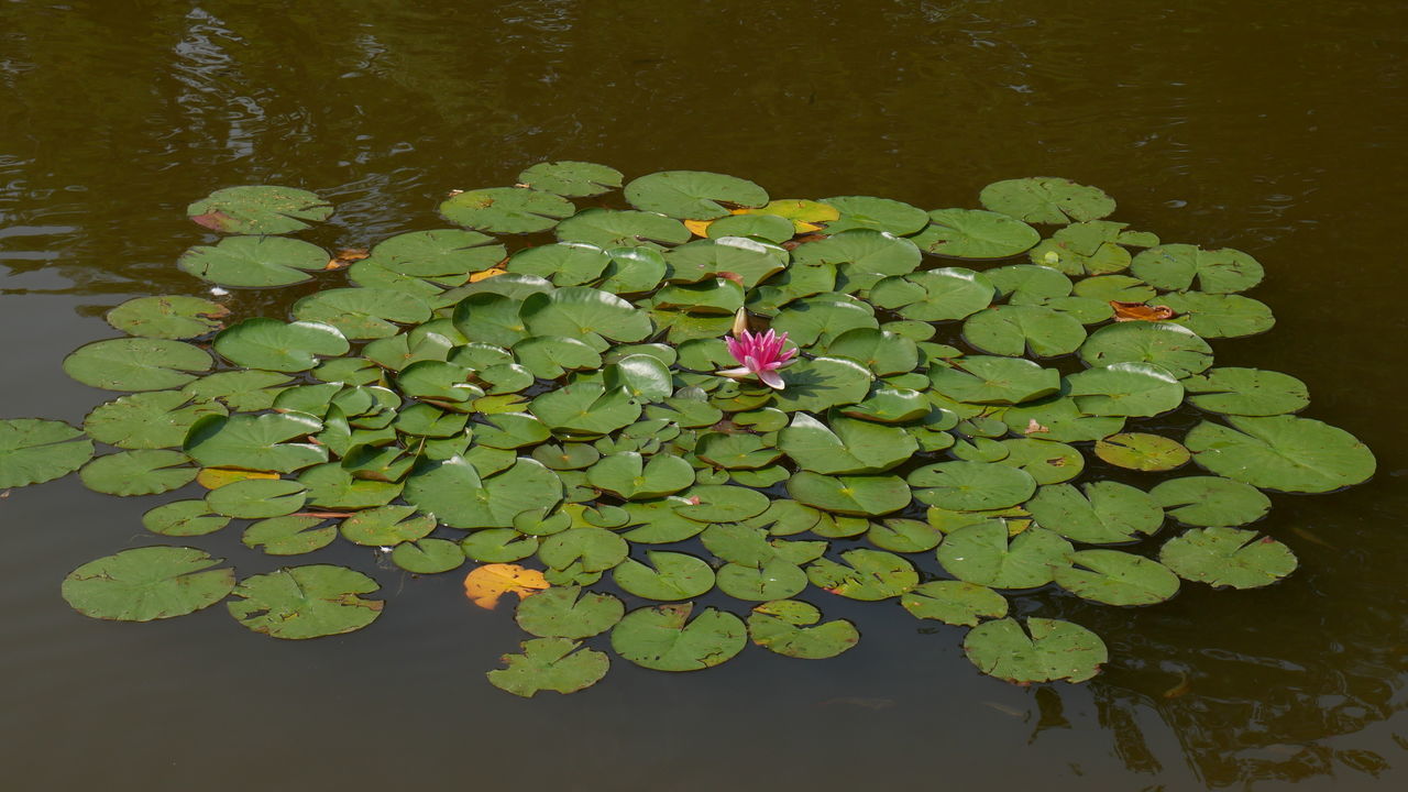 WATER LILY ON LEAVES IN LAKE