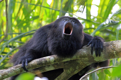 Low angle view of monkey sitting on tree