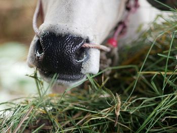 Close-up of a dog on field