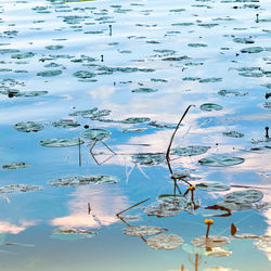 Aerial view of flowers floating on lake