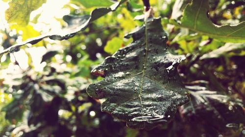 Close-up of spider on web