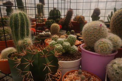 Cactus plants in greenhouse