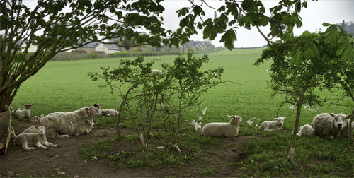 Sheep in a field