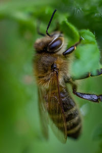 Close-up of bee on flower