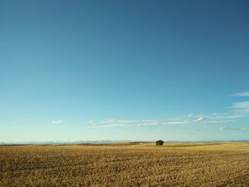 Scenic view of field against clear blue sky