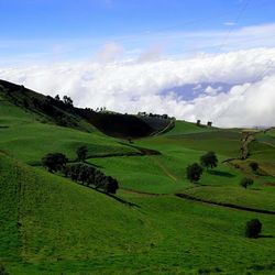 Scenic view of agricultural field against sky