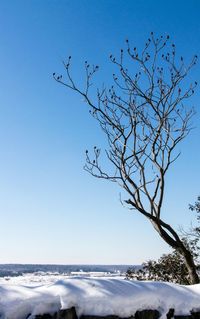 Bare trees against clear sky