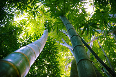 Low angle view of trees