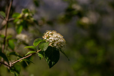 Close-up of flowering plant