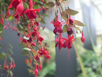 Close-up of red berries growing on tree