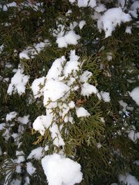 Snow covered trees on field