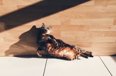 High angle view of cat lying on back