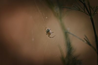 Close-up of spider on web