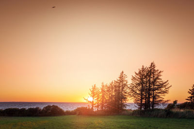 Trees on field against orange sky